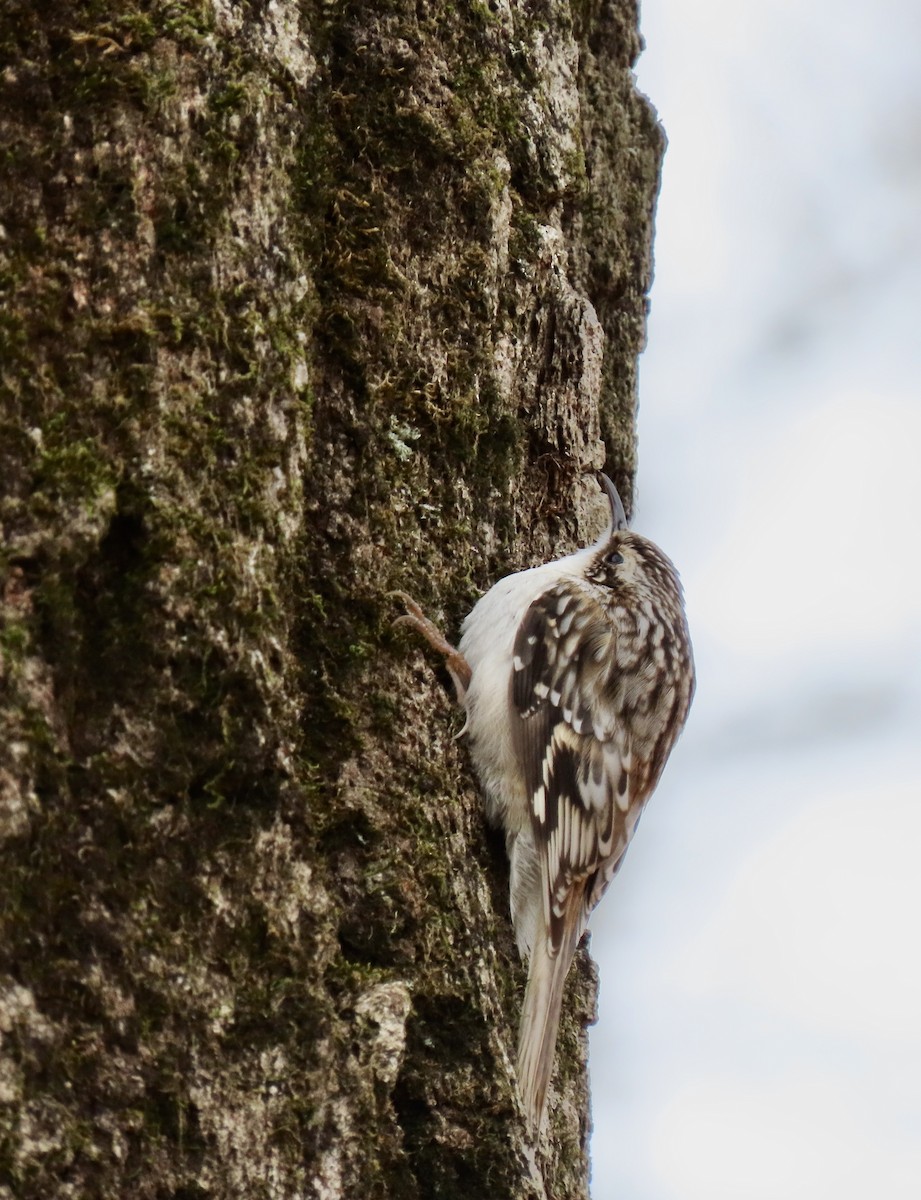 Brown Creeper - ML222654861