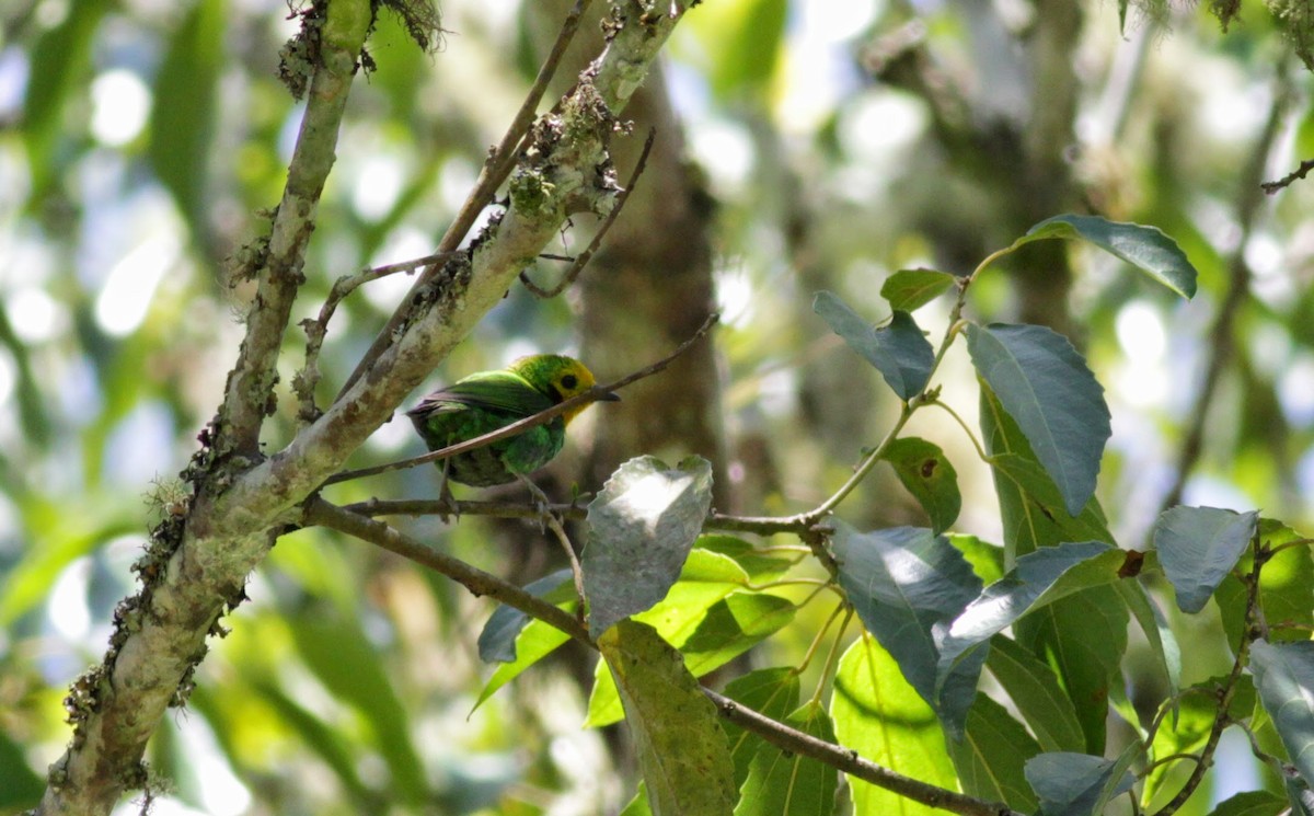 Multicolored Tanager - Jay McGowan