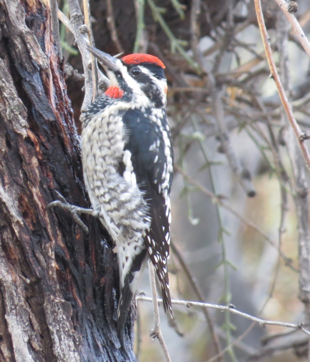 Red-naped Sapsucker - ML22265621