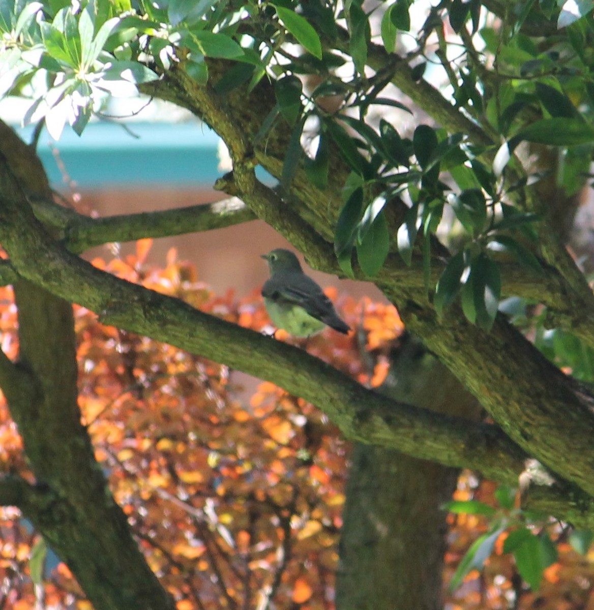 Townsend's Solitaire - ML222657981