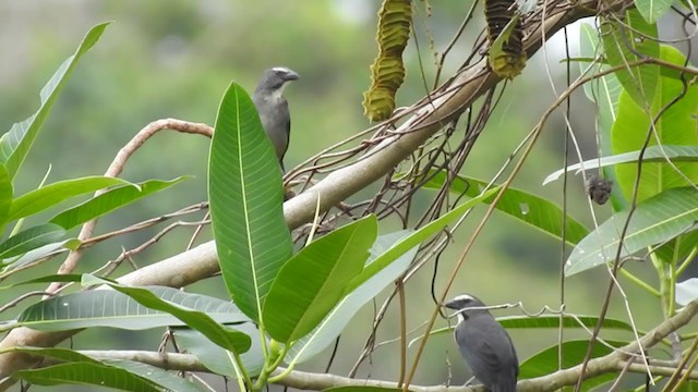 Pepitero Grisáceo del Amazonas - ML222662731