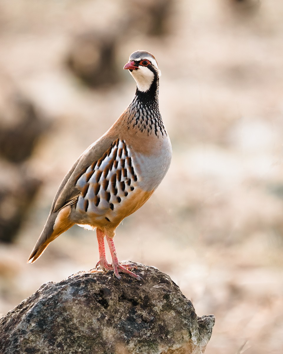 Red-legged Partridge - ML222662801