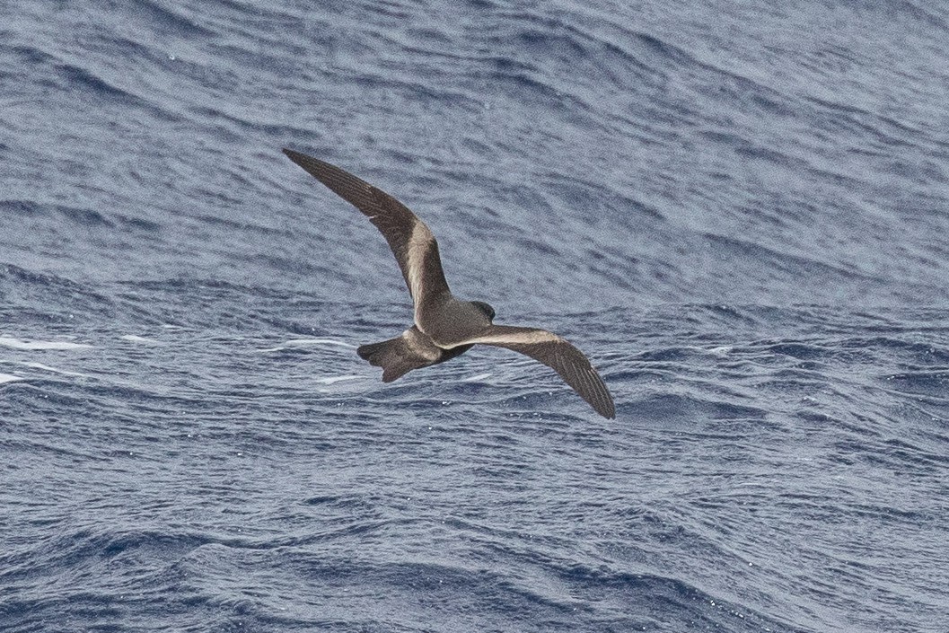 Tristram's Storm-Petrel - ML222665171