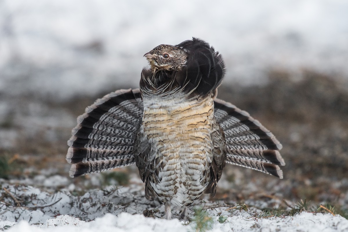 Ruffed Grouse - ML222665191