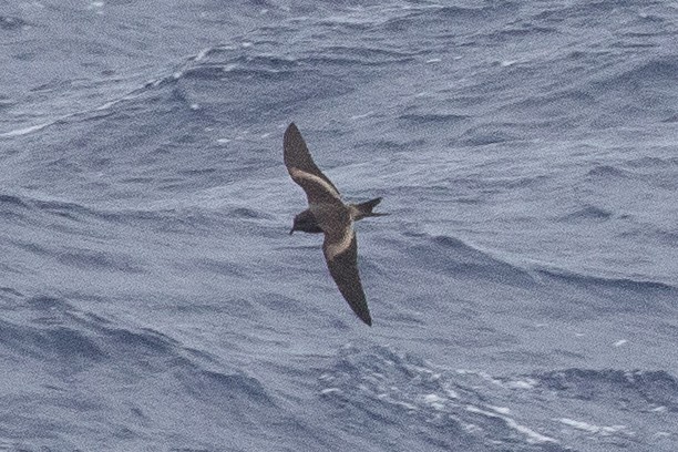 Tristram's Storm-Petrel - ML222665201