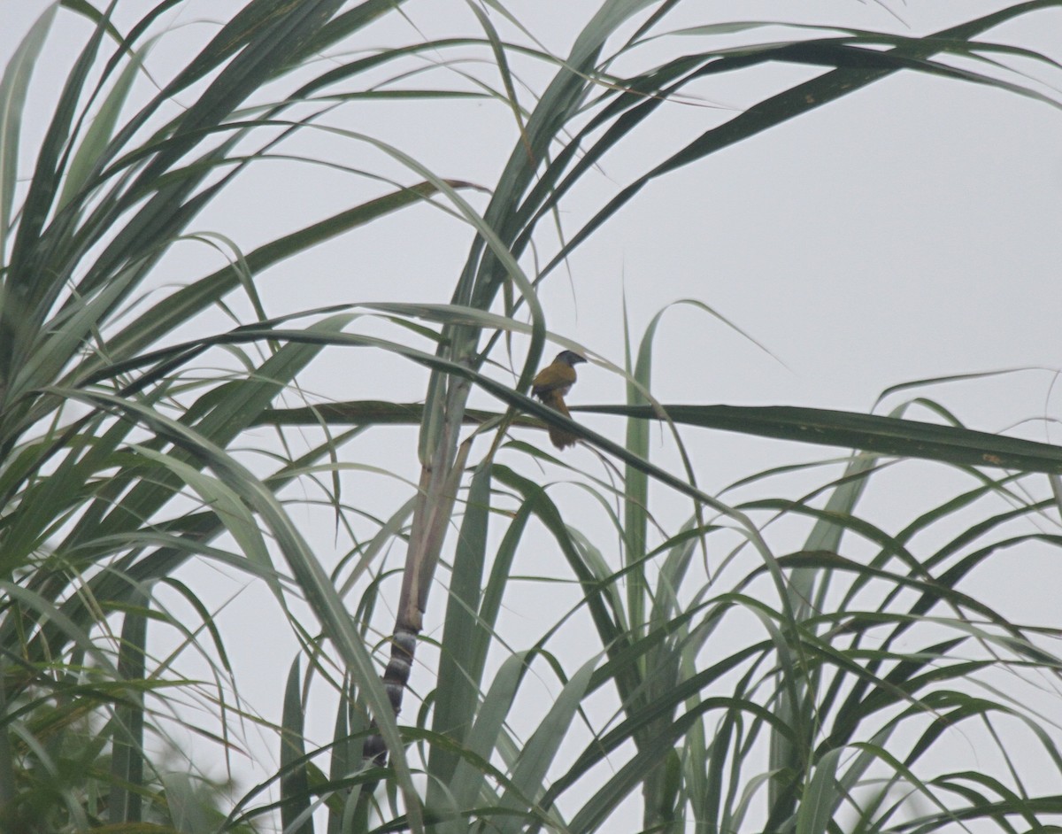 Black-headed Saltator - ML222668551