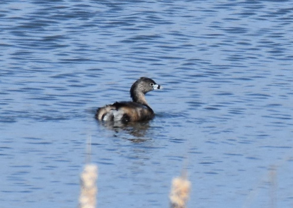 Pied-billed Grebe - ML222669671