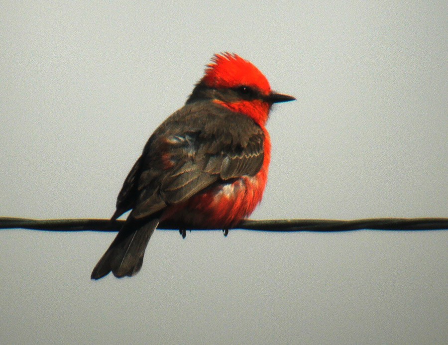 Vermilion Flycatcher - ML22267061