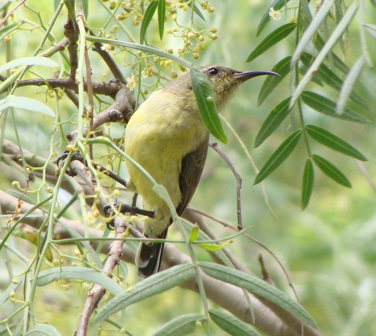 Variable Sunbird - ML222671091