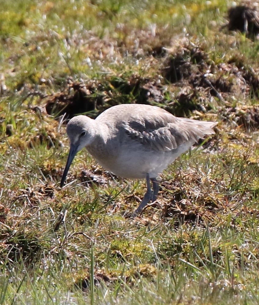 willetsnipe (inornata) - ML222671681