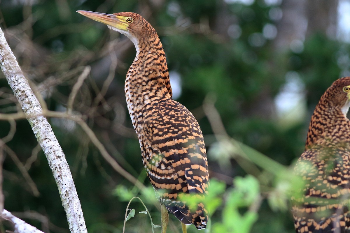 Rufescent Tiger-Heron - Manfred Bienert