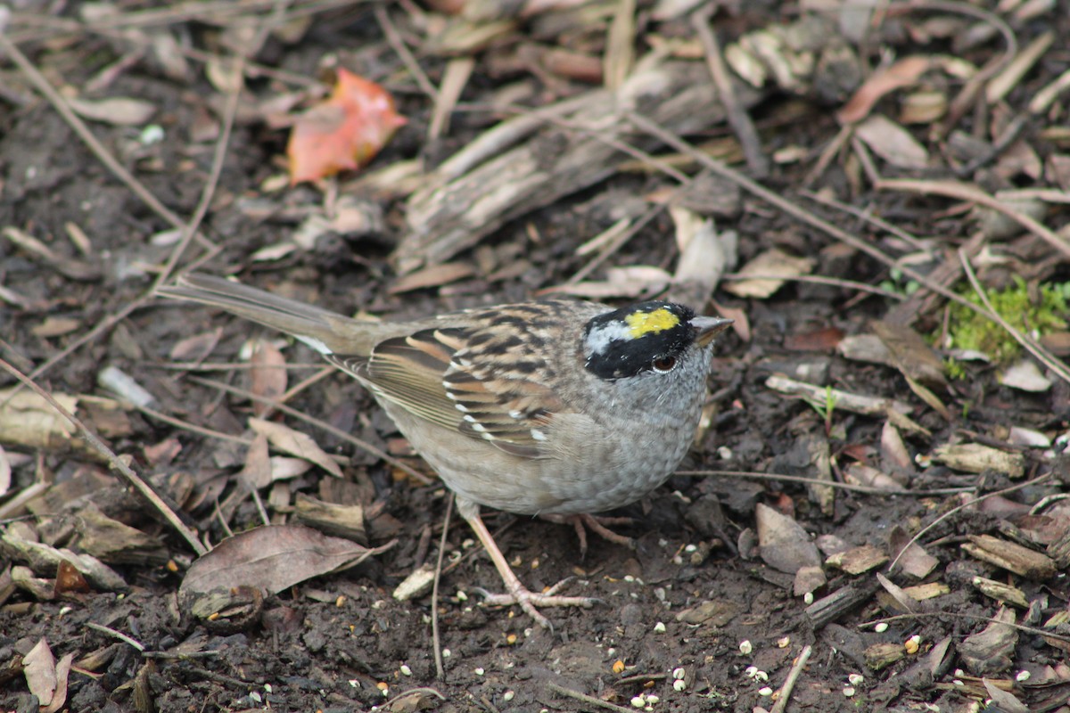 Golden-crowned Sparrow - ML222672201