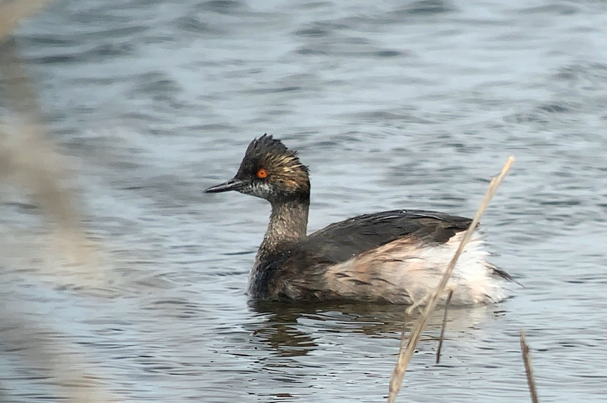 Eared Grebe - ML222673631