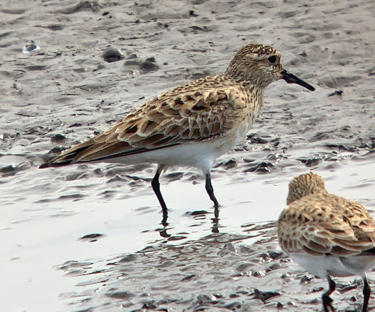 gulbrystsnipe - ML222673921