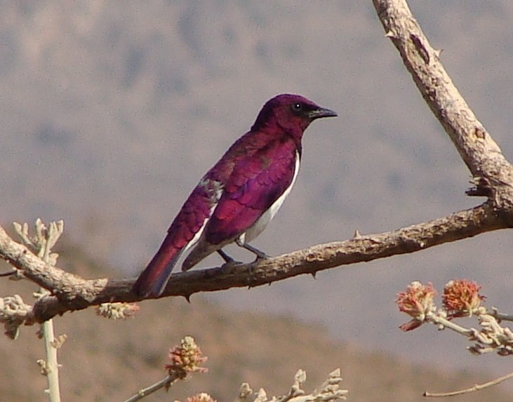 Violet-backed Starling - ML222674061