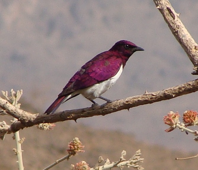 Violet-backed Starling - ML222674091