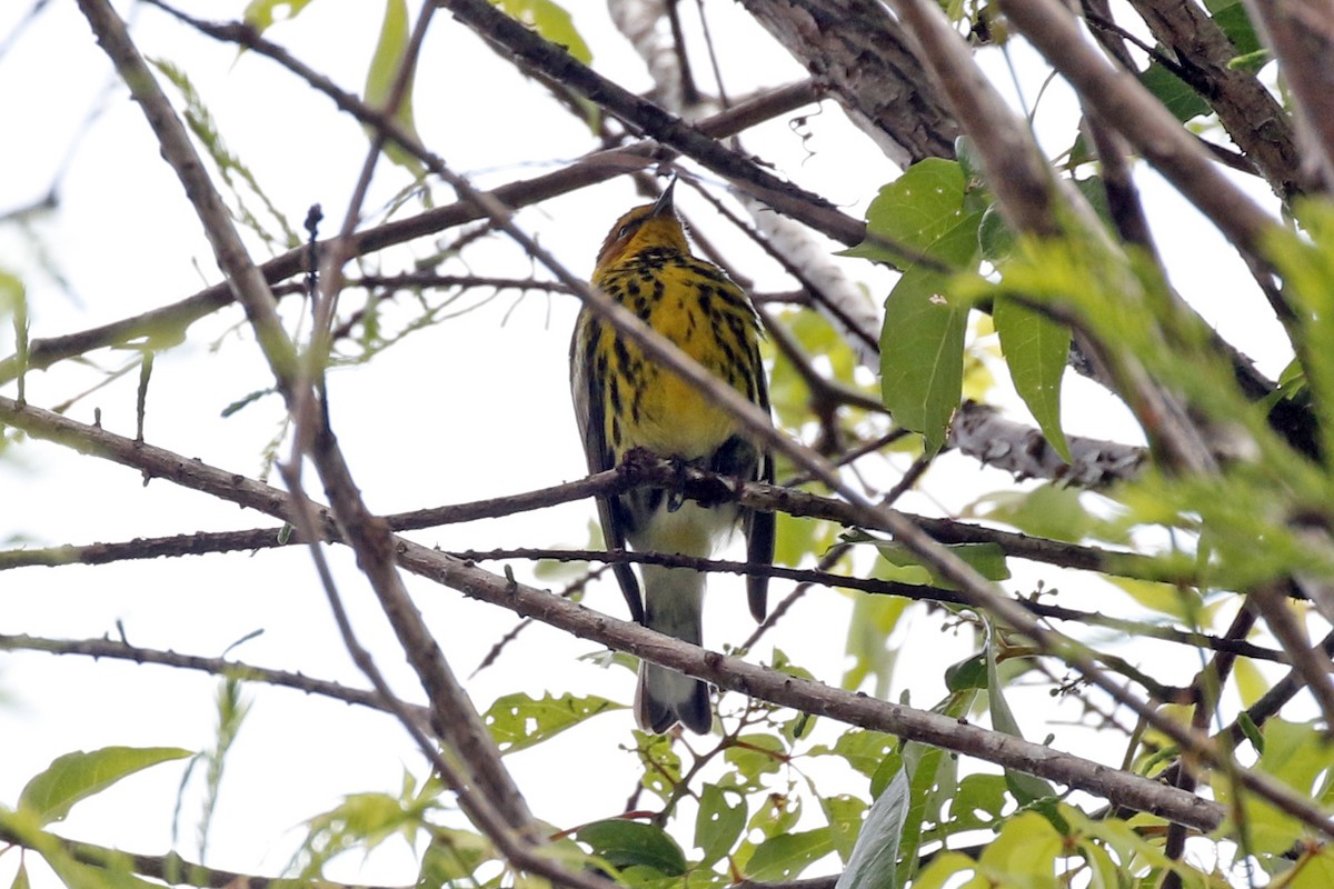 Cape May Warbler - ML222674861