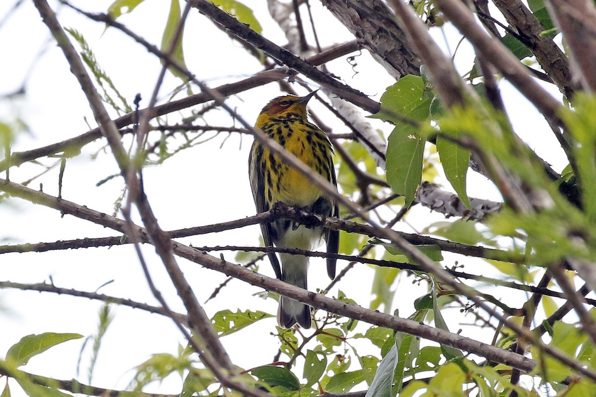 Cape May Warbler - ML222674871