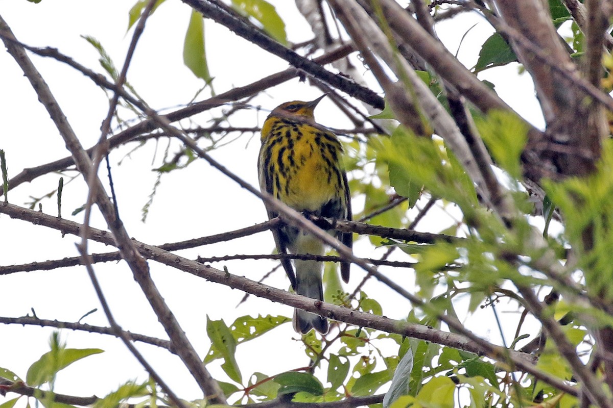 Cape May Warbler - ML222674881