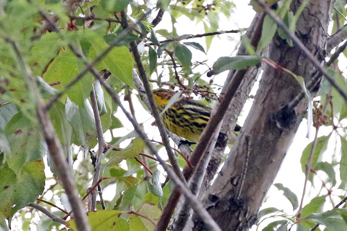 Cape May Warbler - ML222674891