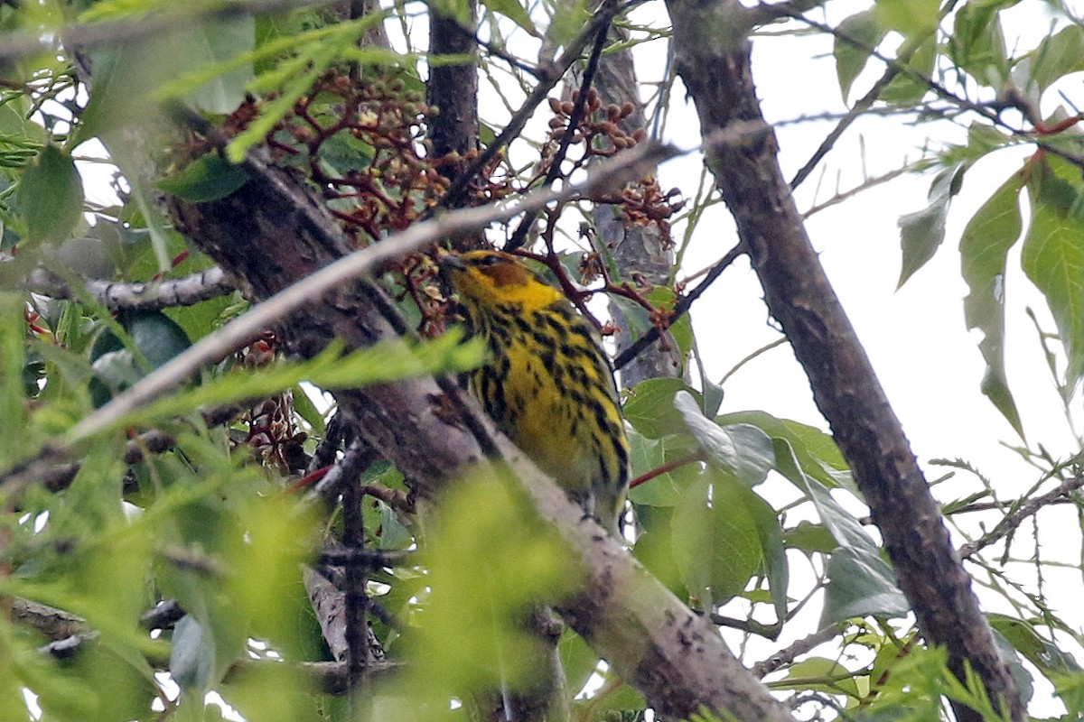 Cape May Warbler - ML222674901