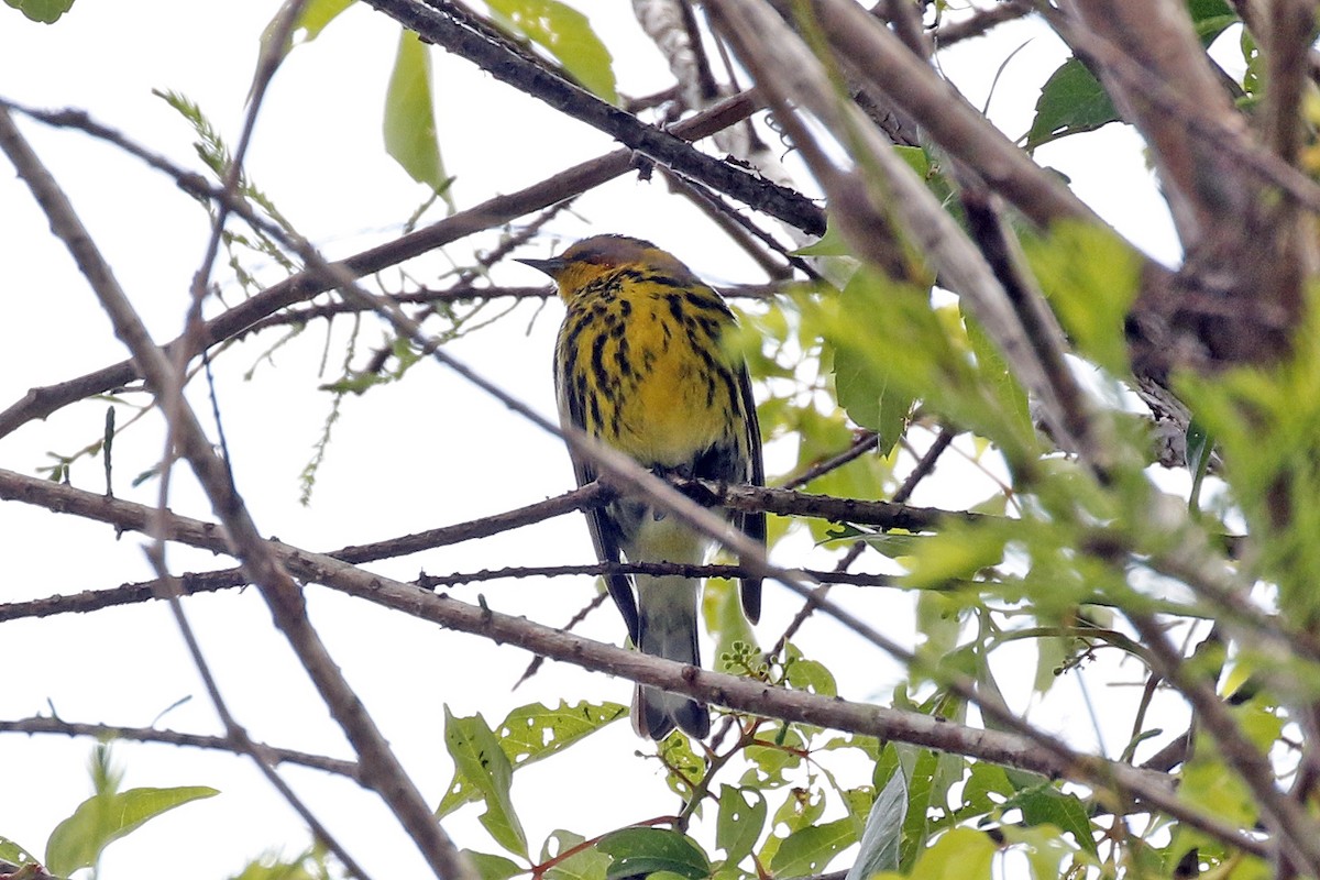 Cape May Warbler - ML222674911
