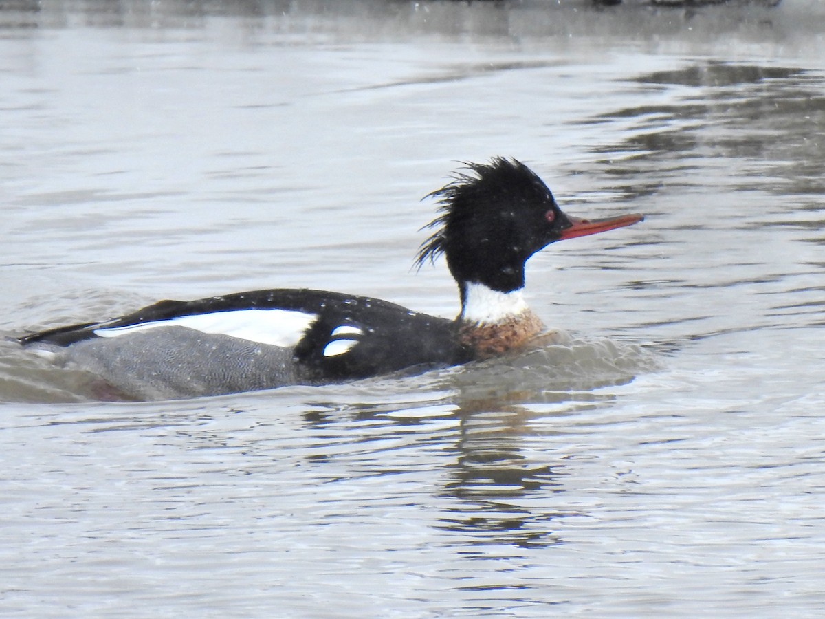 Red-breasted Merganser - Liz Soria