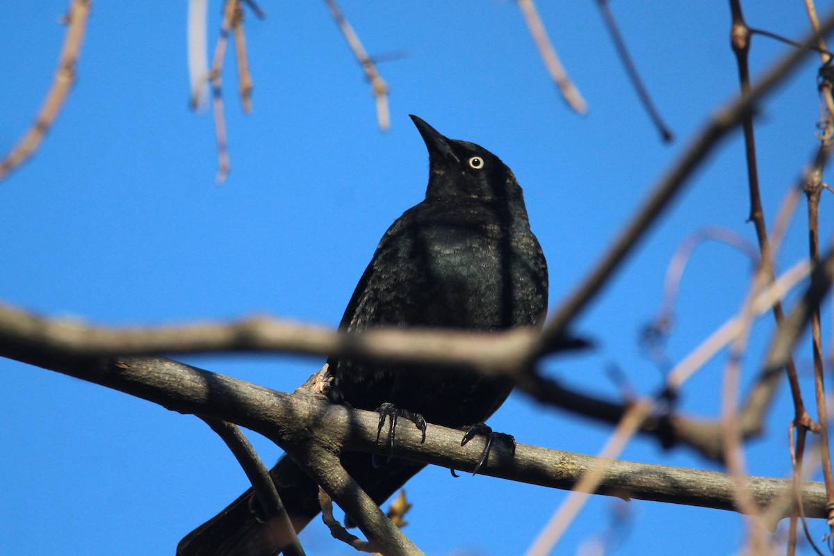 Rusty Blackbird - Patrick Sysiong