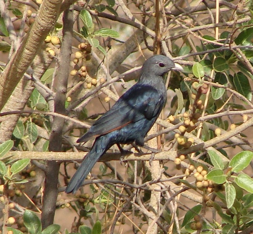 White-billed Starling - Jason Anderson