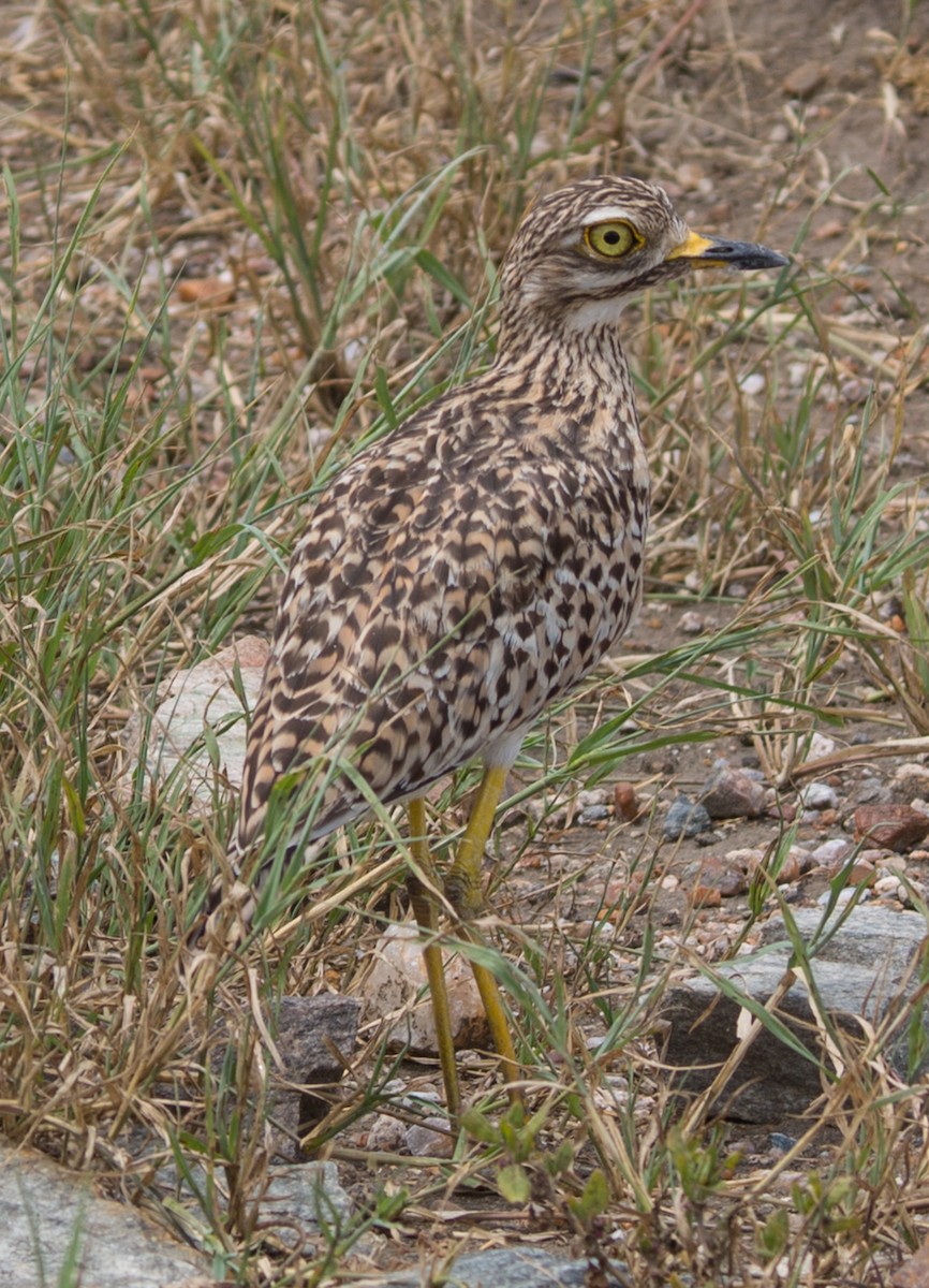 Spotted Thick-knee - Janis Grant