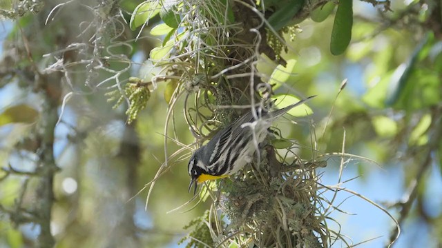 Goldkehl-Waldsänger (dominica/stoddardi) - ML222680641