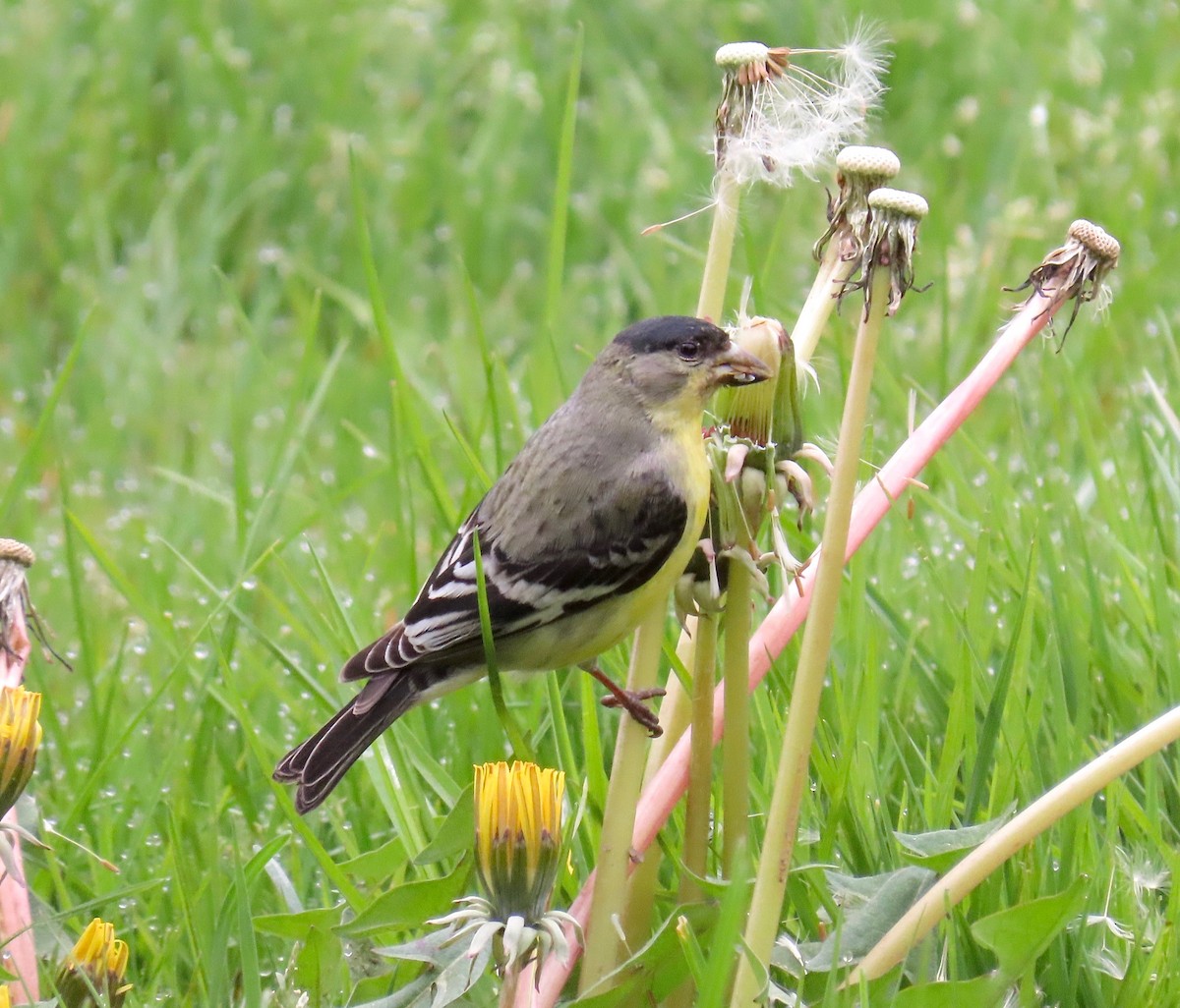 Lesser Goldfinch - ML222680721