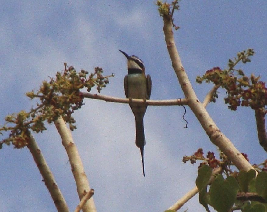 White-throated Bee-eater - ML222682461