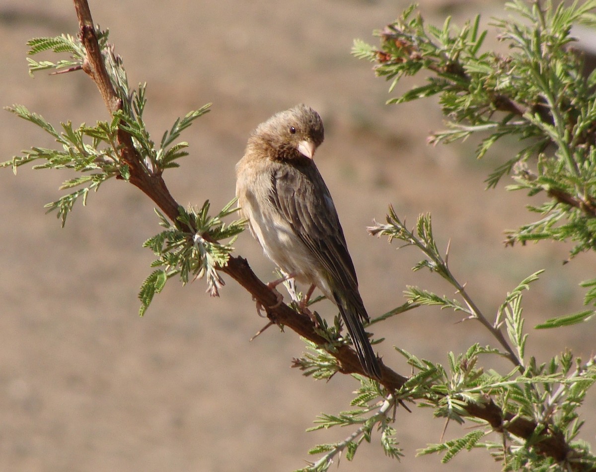 Yellow-rumped Serin - ML222684891