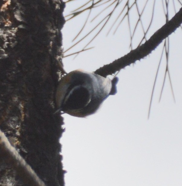 Red-breasted Nuthatch - ML222687821