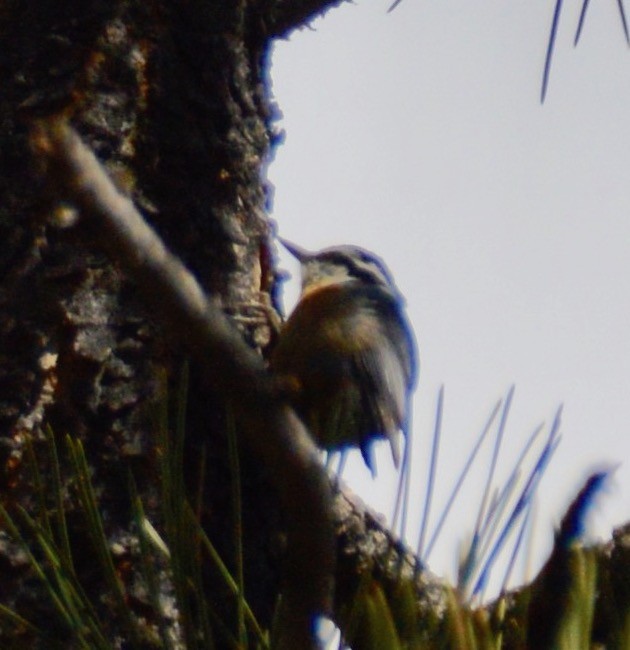 Red-breasted Nuthatch - ML222687841