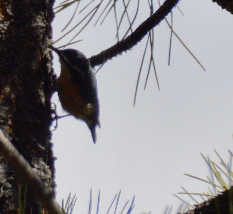 Red-breasted Nuthatch - ML222687851