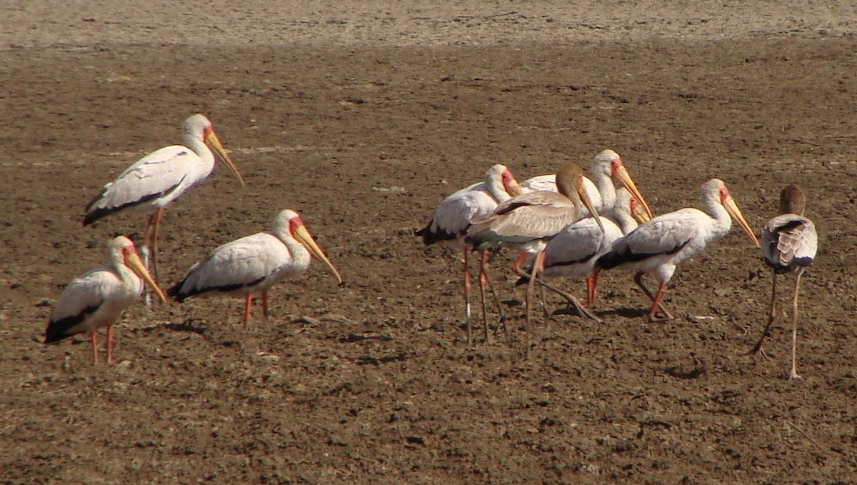 Yellow-billed Stork - ML222688831