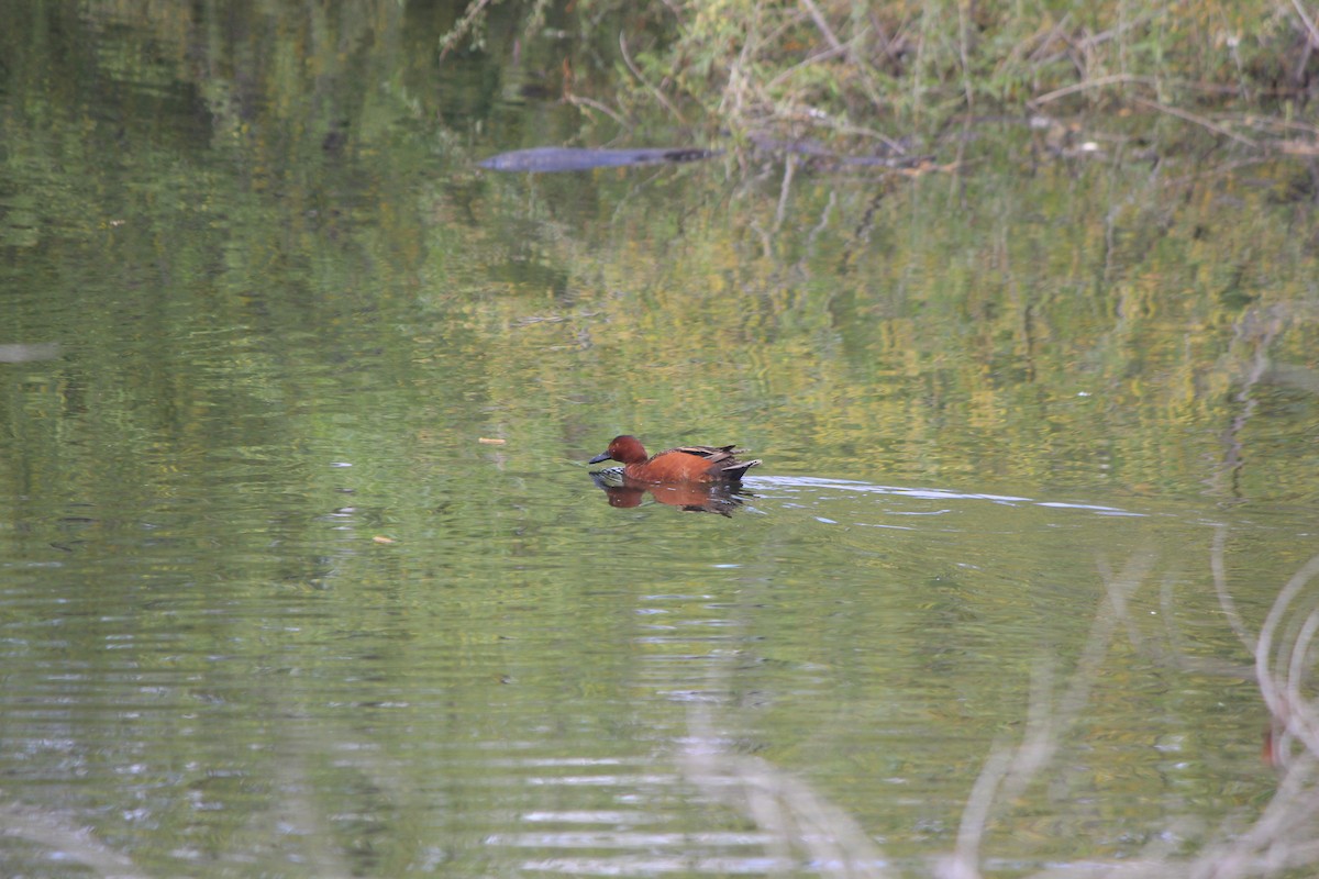 Cinnamon Teal - ML222690051