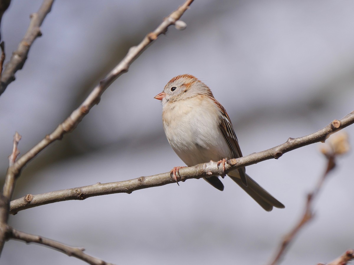 Field Sparrow - ML222690761