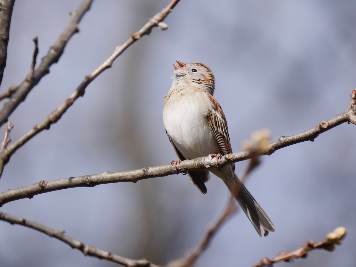 Field Sparrow - ML222690851