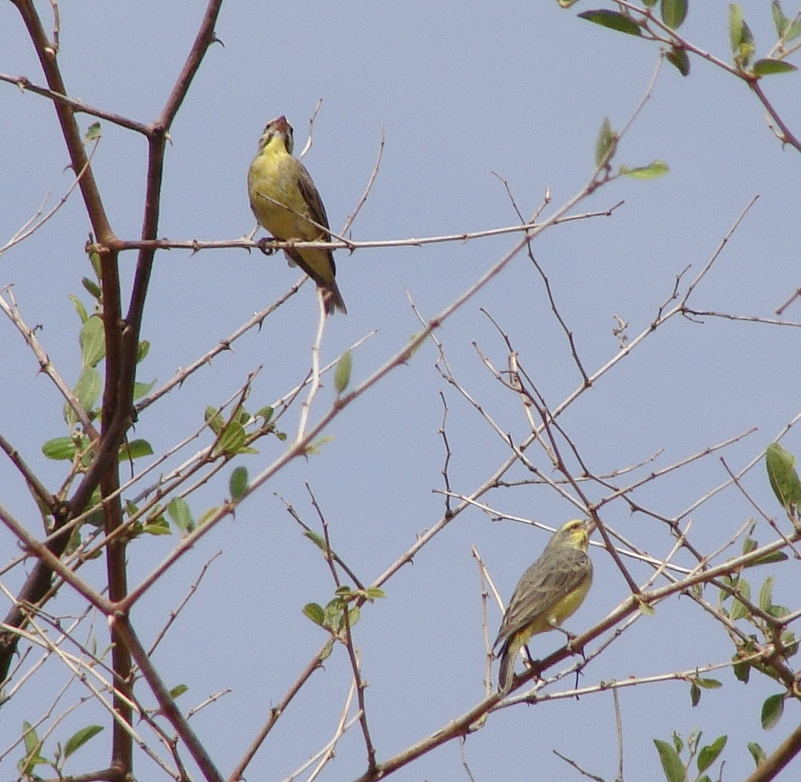 Yellow-fronted Canary - ML222691561