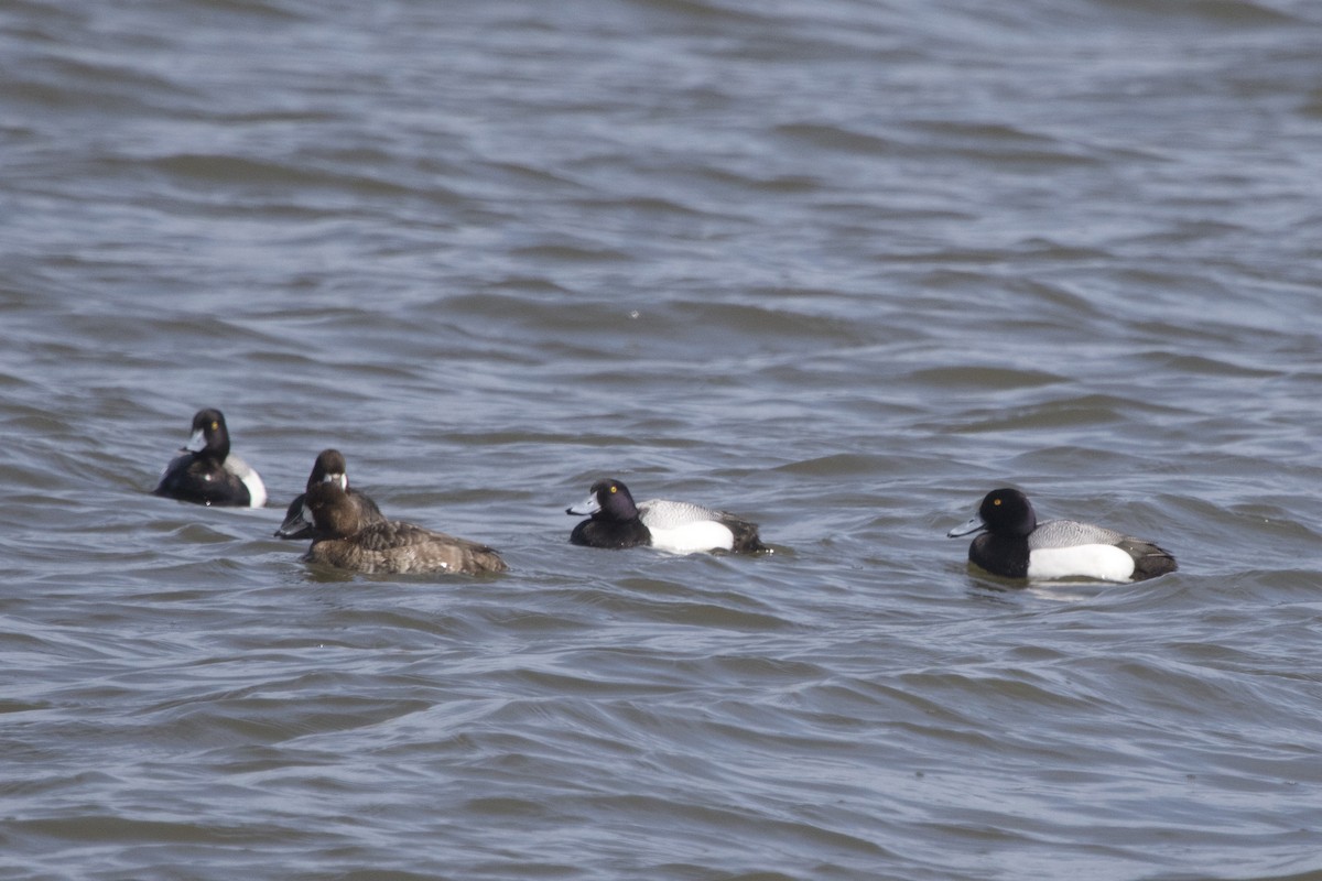 Lesser Scaup - Michael Bowen