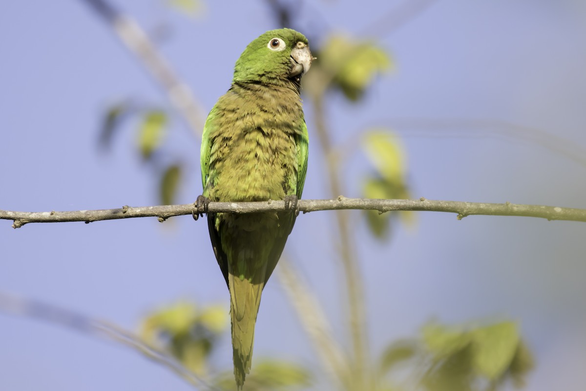 Olive-throated Parakeet - Jorge Eduardo Ruano