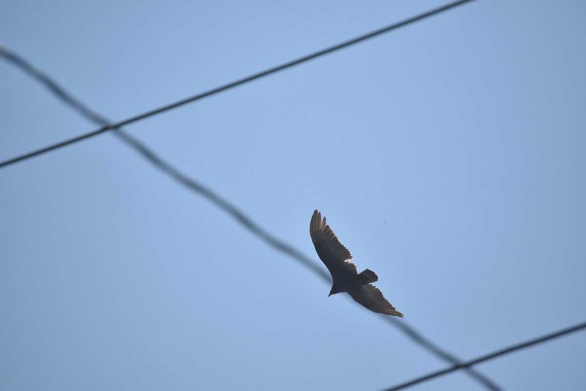 Turkey Vulture - ML222695871