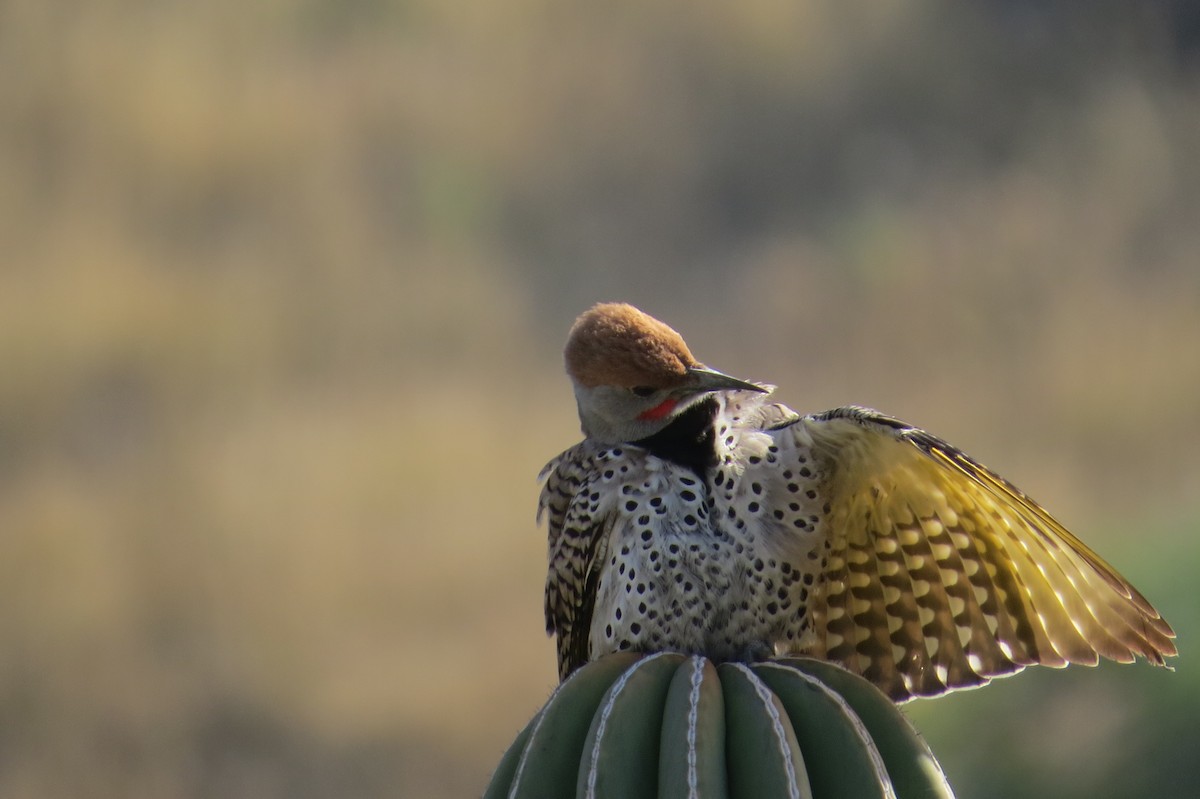 Gilded Flicker - Edward Allen
