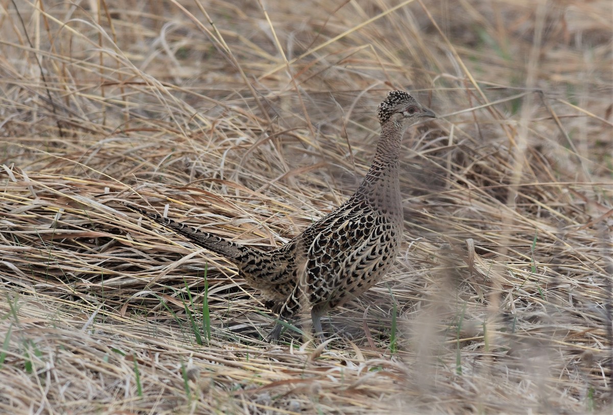 Ring-necked Pheasant - ML222696941