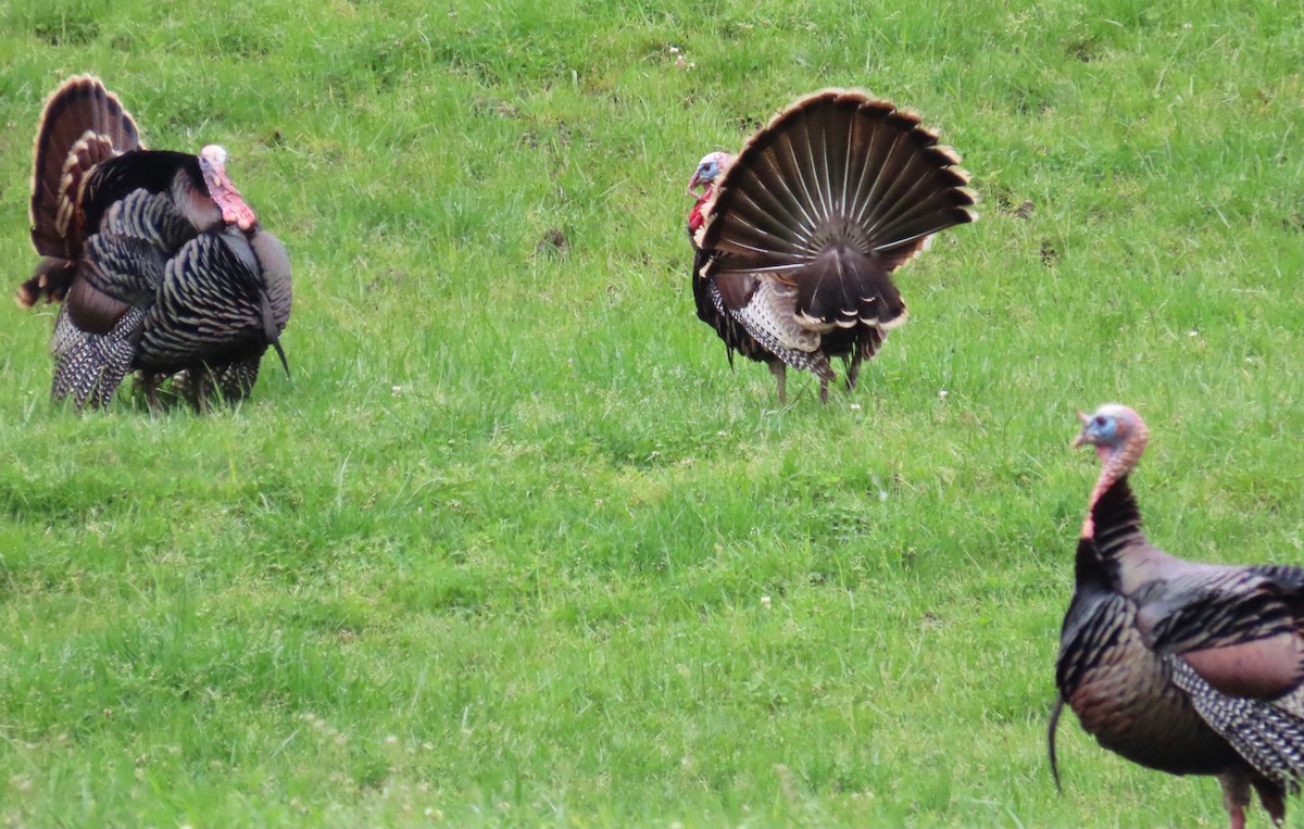 Wild Turkey - ML222697291