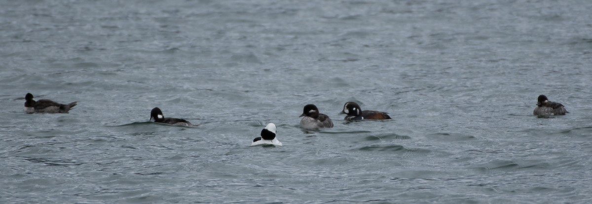 Harlequin Duck - ML222698561