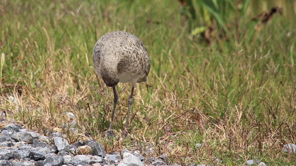 Willet - ML222700111